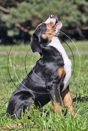 Großer Schweizer Sennenhund Welpe jault sitzt