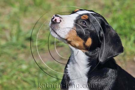 Sennenhund Welpe tricolor unpigmentierte Nase