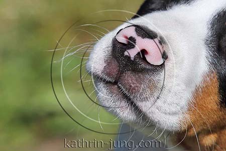 Sennenhund Welpe Maul tricolor unpigmentierte Nase Hundenase