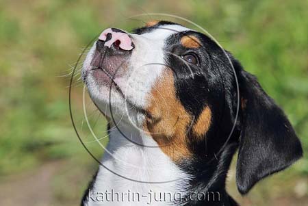 Großer Schweizer Sennenhund Welpe Portrait tricolor teils unpigmentierte Nase