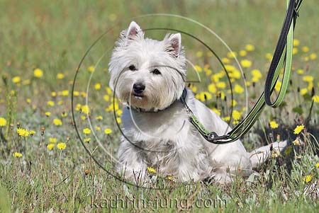 Westi an Leine Blumen Wiese West Highland White Terrier