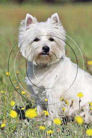 West Highland White Terrier Blumenwiese sitzt Sommer
