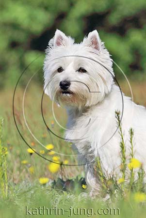 West Highland White Terrier Blumenwiese sitzt Maiblumen