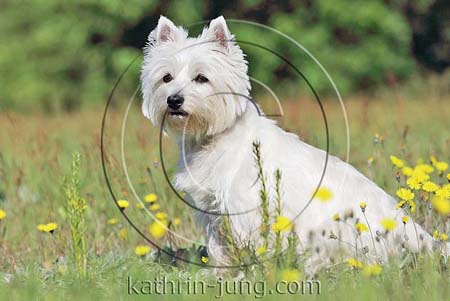 West Highland White Terrier Blumenwiese sitzt Maiblumen Westi