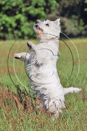 West Highland White Terrier Wiese macht Männchen Westi