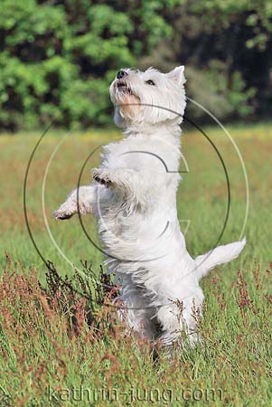 West Highland White Terrier Wiese Sommer macht Männchen Westi