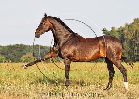 spanischer Schritt Holsteiner spanischer Schritt Holsteiner