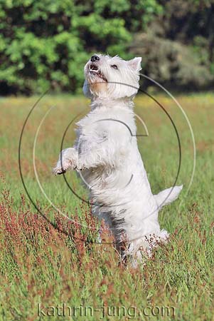 West Highland White Terrier macht Männchen Westi Wiese Sommer