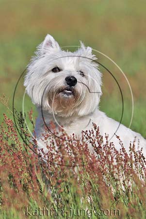 West Highland White Terrier Portrait Westi Wiese Sommer