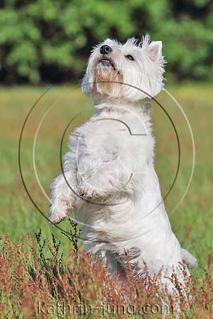 West Highland White Terrier Westi Wiese Sommer macht Männchen