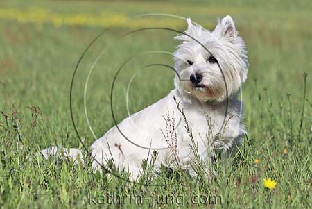 West Highland White Terrier Westi Wiese Sommer sitzt