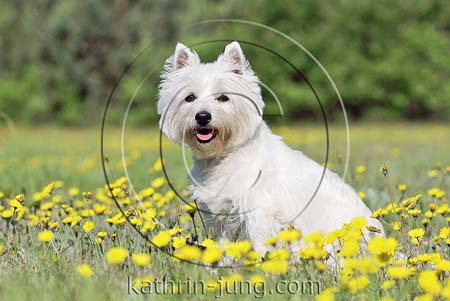 West Highland White Terrier Westi Wiese Sommer sitzt Maiblumen gelb
