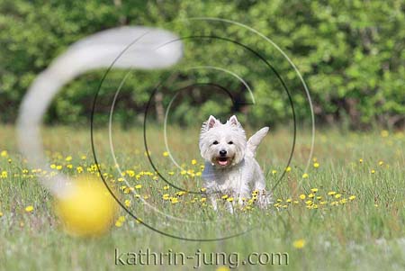 West Highland White Terrier Westi Wiese Sommer Ball fliegt witzig