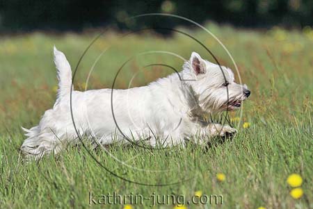 West Highland White Terrier Westi Wiese Sommer rennt