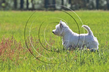 West Highland White Terrier Westi Wiese Sommer Gegenlicht steht