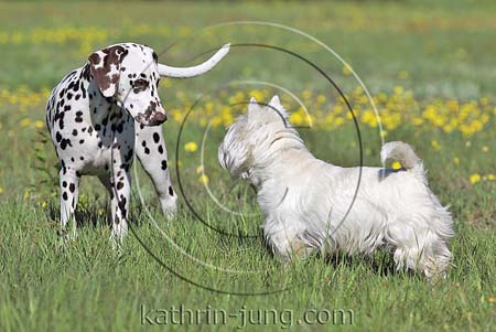 West Highland White Terrier Westi Dalmatiner Teenager Wiese Begegnung Interaktion
