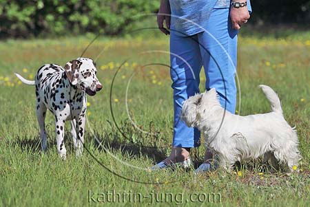 West Highland White Terrier Westi Dalmatiner Teenager Begegnung