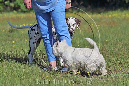 West Highland White Terrier Westi Dalmatiner Teenager Begegnung Mensch
