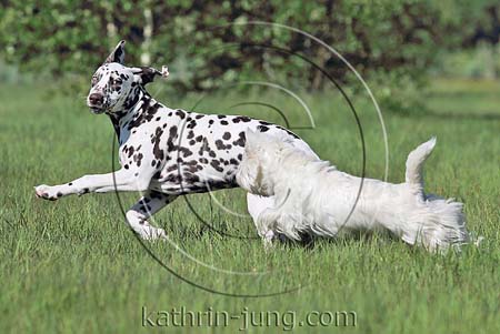 West Highland White Terrier Dalmatiner Interaktion Flucht Jagd rennen