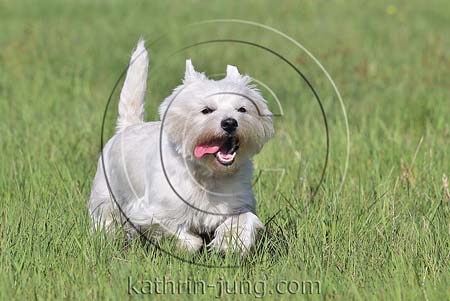 West Highland White Terrier Wiese rennt Westi