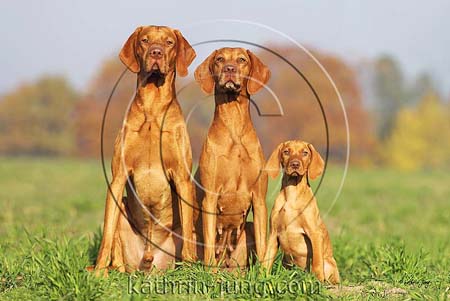Magyar Vizsla Herbst in Reihe Vater Mutter Kind Gruppe artig sitz