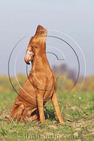 Magyar Vizsla Herbst sitzt bellt