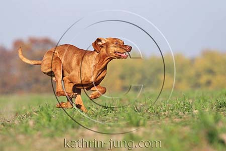 Magyar Vizsla Herbst rennt Galopp Feld Rüde