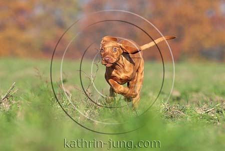 Magyar Vizsla Herbst rennt Galopp Feld Welpe frontal