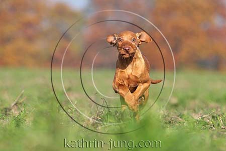 Magyar Vizsla Herbst rennt Galopp Feld Welpe auf die Kamera zu