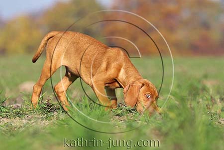 Magyar Vizsla Herbst schnüffelt schaut zur Kamera