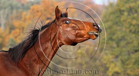 Pferd wihert Herbst Pferd wihert Herbst