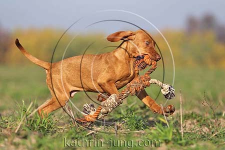 Magyar Vizsla Herbst Spielseil rennt Feld