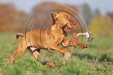 Magyar Vizsla Herbst Spielseil rennt Feld apportiert