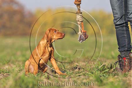 Magyar Vizsla Herbst Spielseil sitzt vor Frauchen