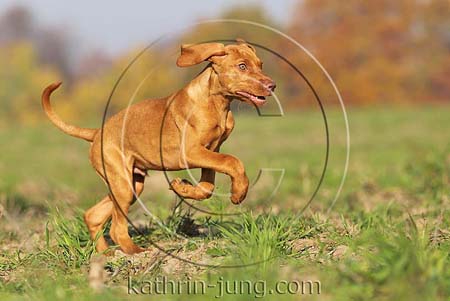 Magyar Vizsla Herbst Galopp rennt Feld Welpe