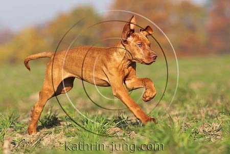 Magyar Vizsla Herbst Galopp rennt Feld Welpe Hund Rüde