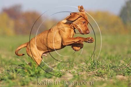 Magyar Vizsla Herbst Welpe stoppt große Pfoten Feld
