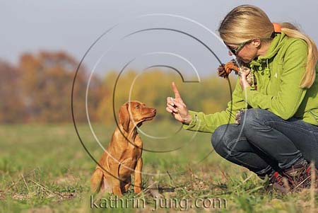 Magyar Vizsla Herbst Welpe aufmerksam Gehorsam sitz