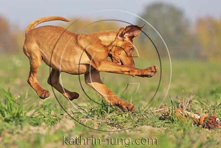 Magyar Vizsla Herbst Welpe fliegt Spielseil