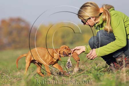 Magyar Vizsla Herbst Welpe Frauchen Spielseil Feld Gras