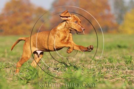 Magyar Vizsla Herbst Welpe Hund Rüde Galopp rennt Action Sonnenschein