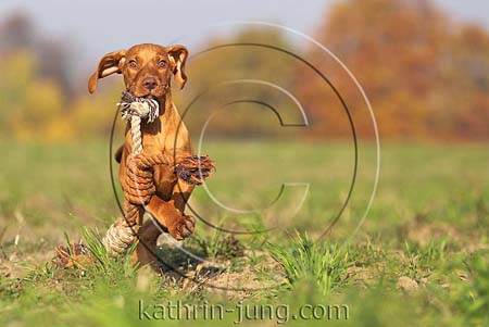 Magyar Vizsla Herbst Welpe Hund Rüde Galopp mit Spielseil auf Kamera zu