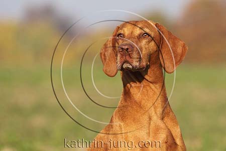 Magyar Vizsla Herbst Hündin Portrait