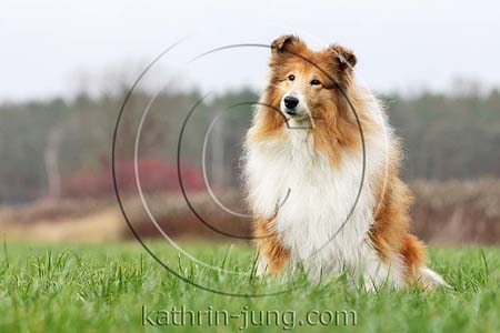 Langhaarcollie Herbst sitzt Wiese