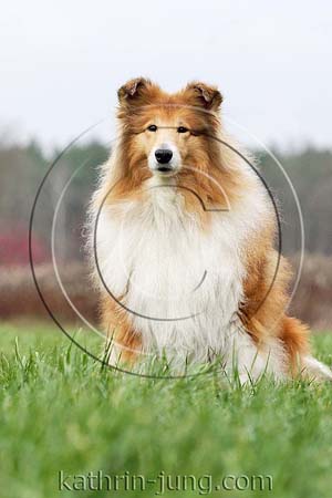 Langhaarcollie Herbst sitzt Wiese Collie Hündin