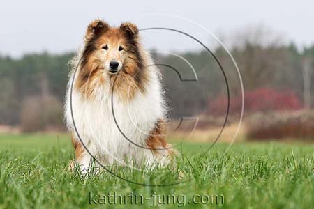 Langhaarcollie Herbst sitzt Wiese Collie Hündin Rassehund Senior