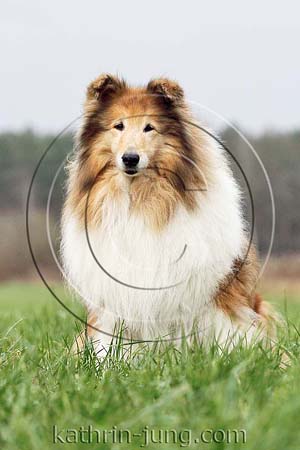 Langhaarcollie Herbst sitzt Wiese Collie Hündin Rassehund Senior graue Schnauze