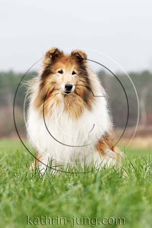 Langhaarcollie Herbst sitzt Wiese Collie Hund Rassehund Senior graue Schnauze
