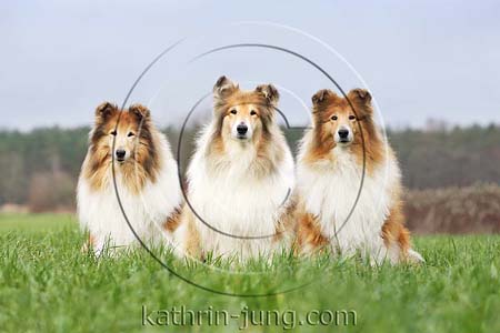 Langhaarcollie Herbst sitzen in Reihe Gras