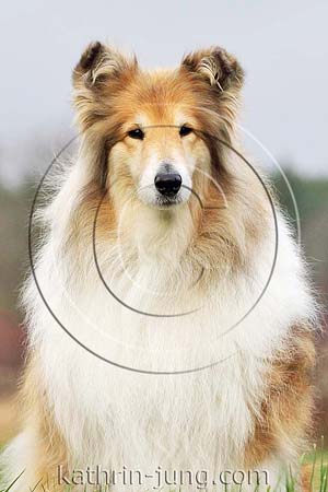 Langhaarcollie Herbst Rüde Portrait